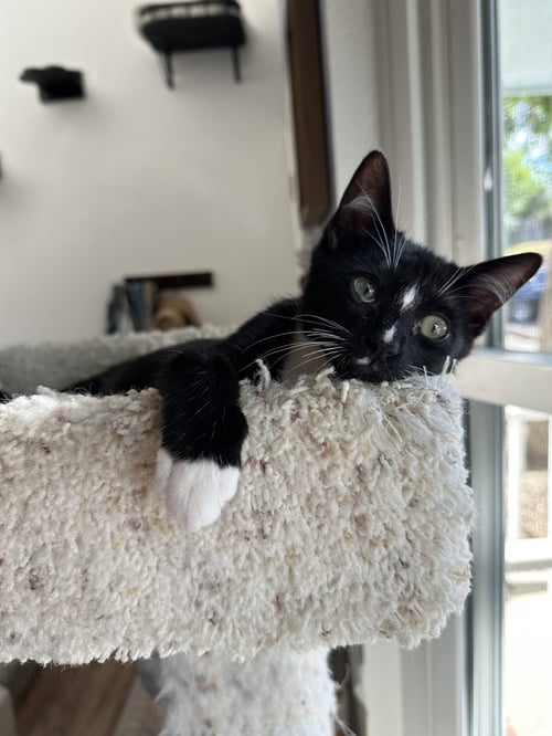 MOONBEAM - Domestic Short Hair / Tuxedo available for adoption
