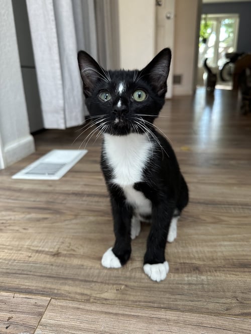 MOONBEAM - Domestic Short Hair / Tuxedo for adoption in Aurora