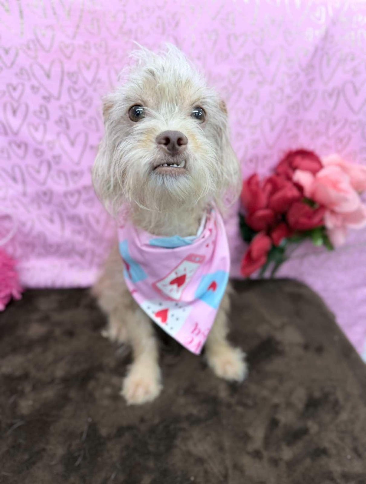 SCHNITZEL #1 - Terrier / Chihuahua for adoption in Aurora