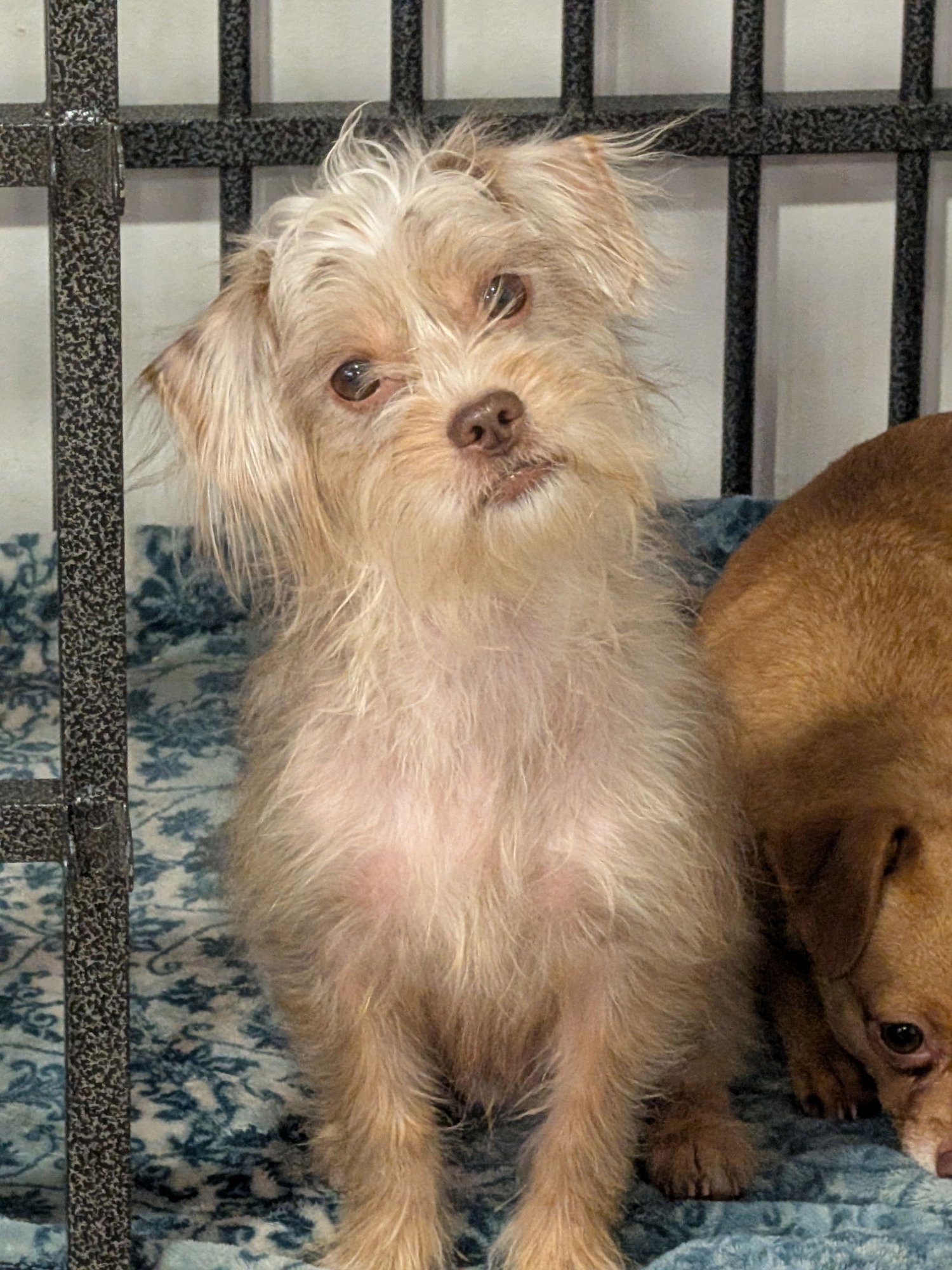 Schnitzel #1 - Photo 2