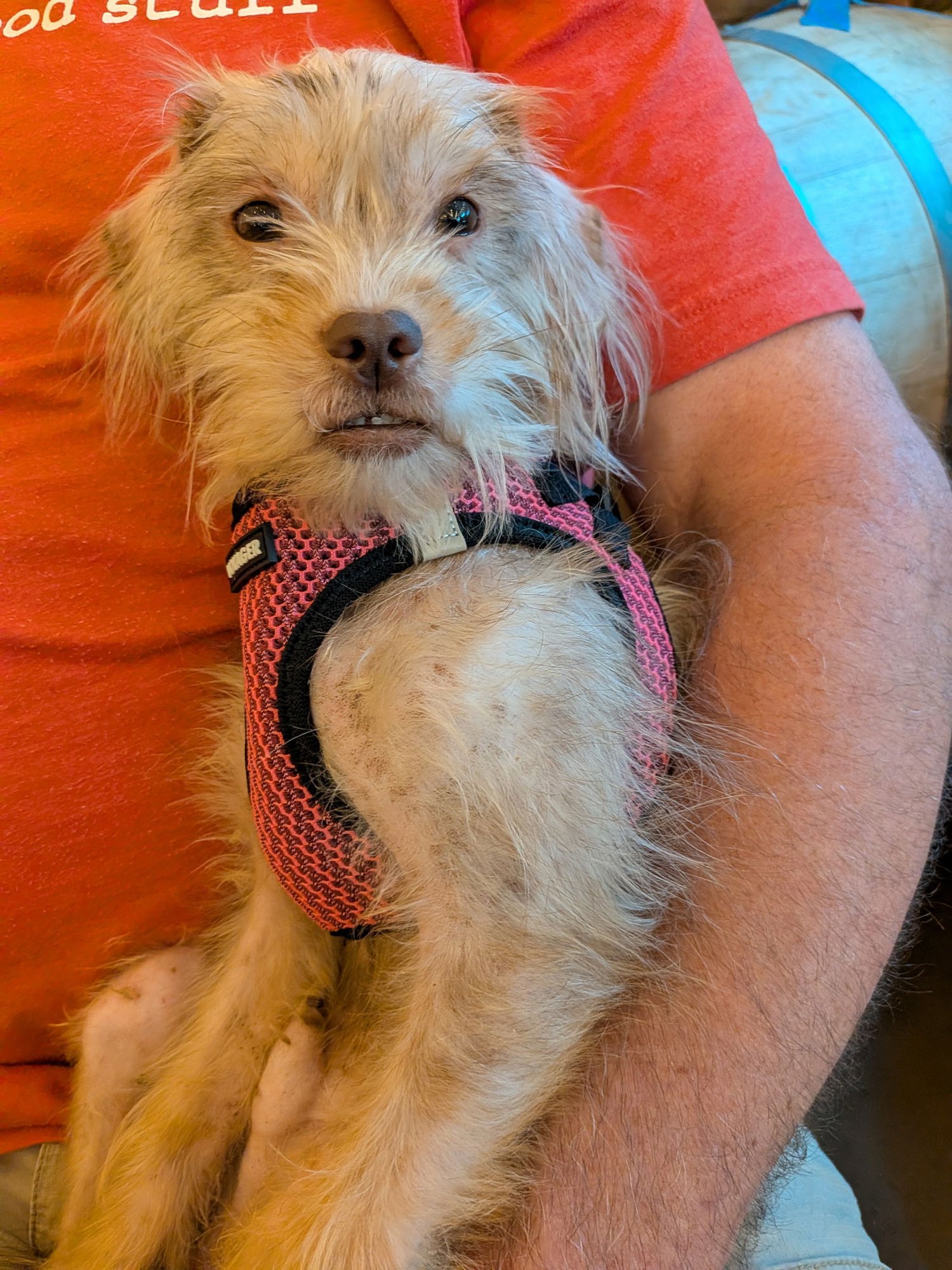 Schnitzel #1 - Photo 3