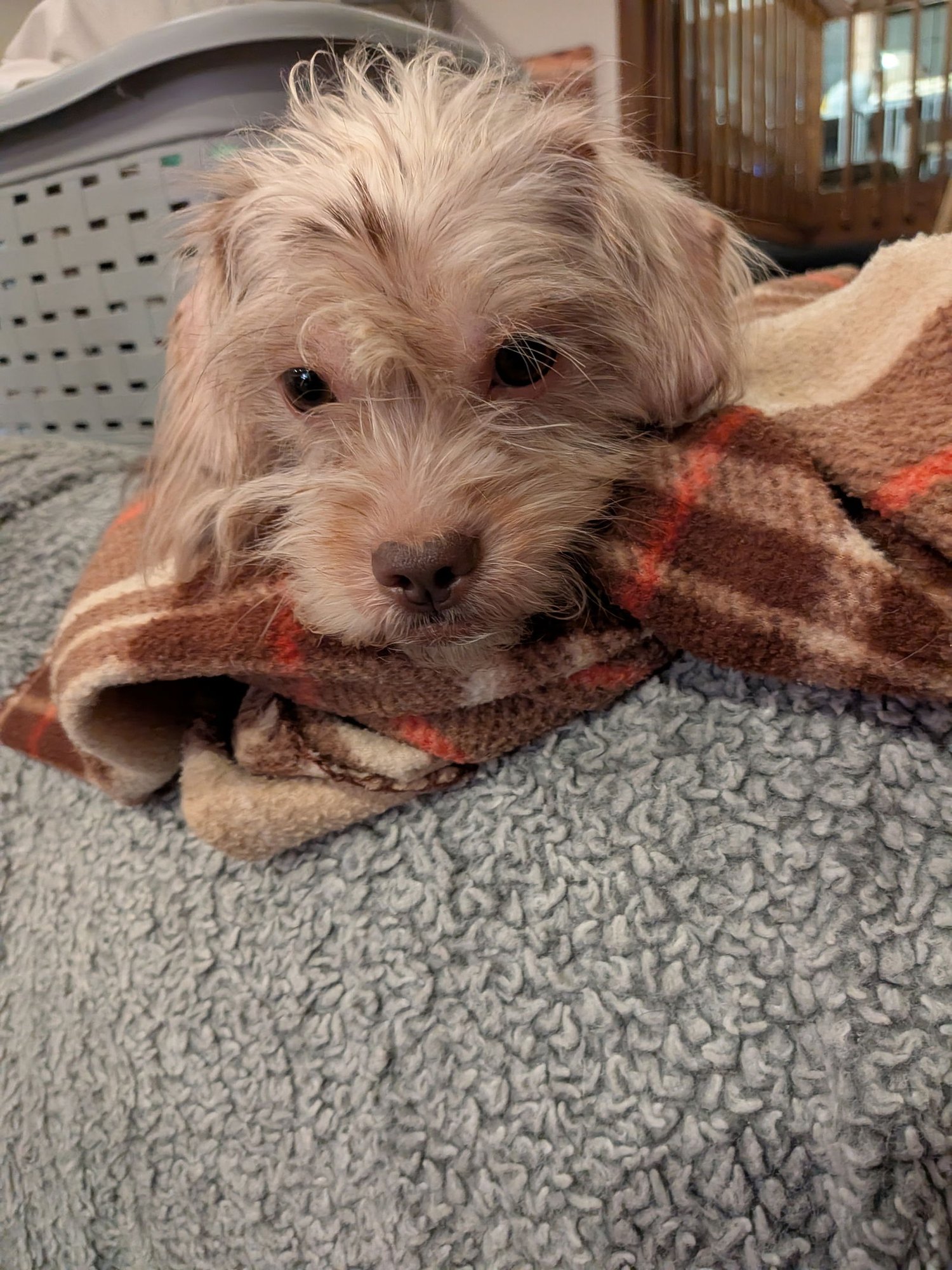 Schnitzel #1 - Photo 4