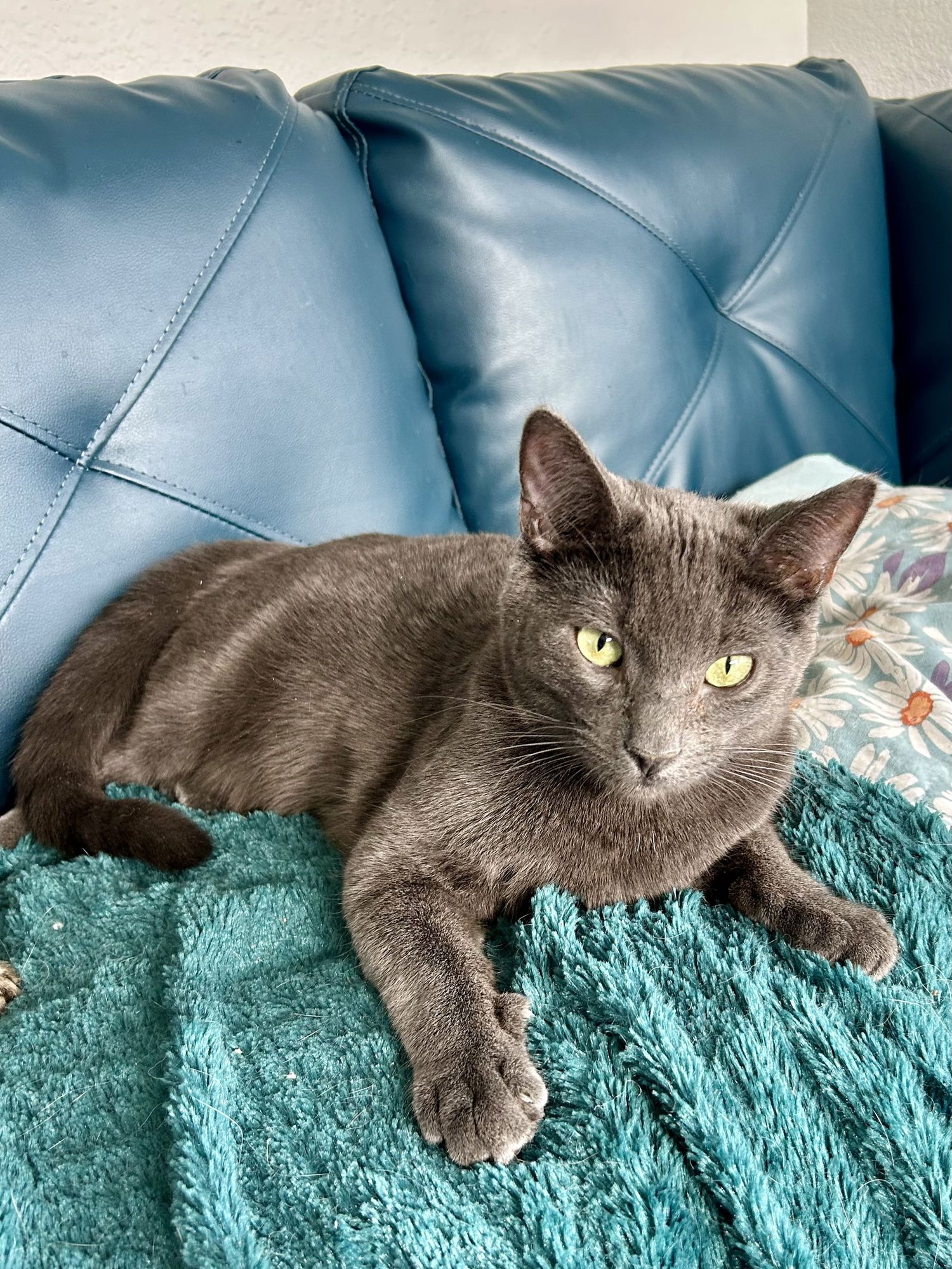 CAYENNE - Domestic Short Hair available for adoption