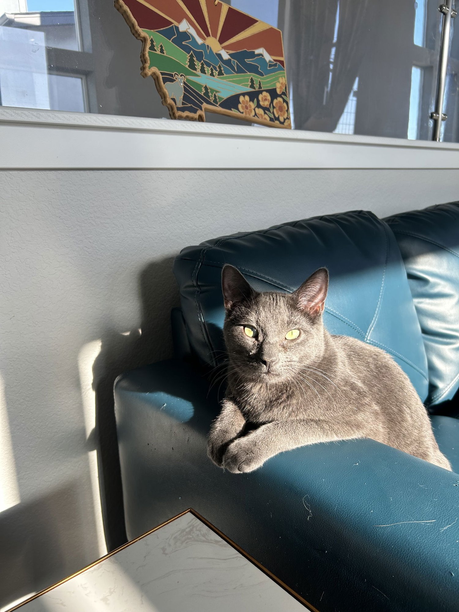 CAYENNE - Domestic Short Hair available for adoption