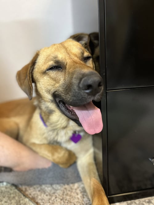 KEANU #3 - German Shepherd Dog / Golden Retriever available for adoption