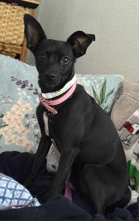 CHER #4 - Chihuahua available for adoption