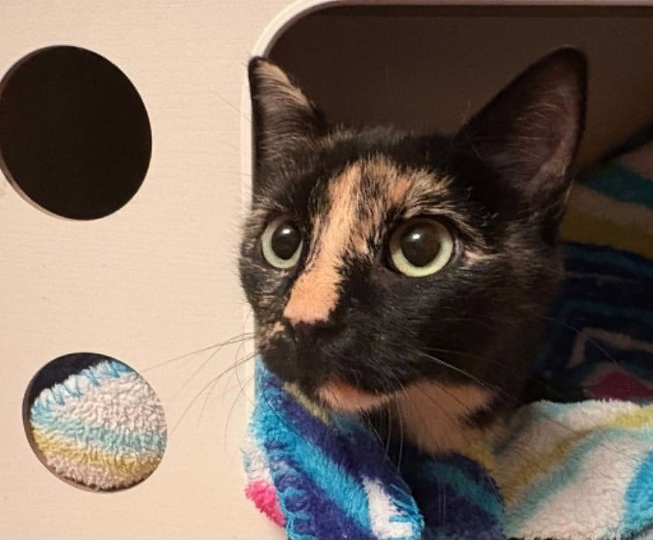 Carla Image