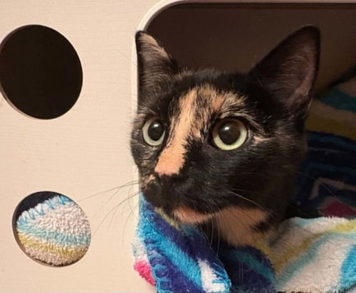 CARLA - Domestic Short Hair / Tortoiseshell for adoption in Aurora
