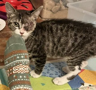 FIREFLY - Domestic Short Hair available for adoption