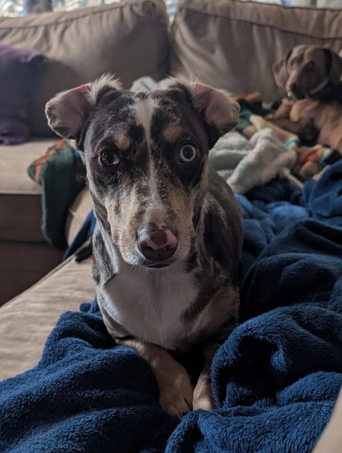 WILLOW RAY (COURTESY) - Dachshund / Border Collie for adoption in Aurora