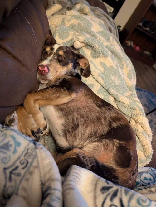 WILLOW RAY (COURTESY) - Dachshund / Border Collie available for adoption