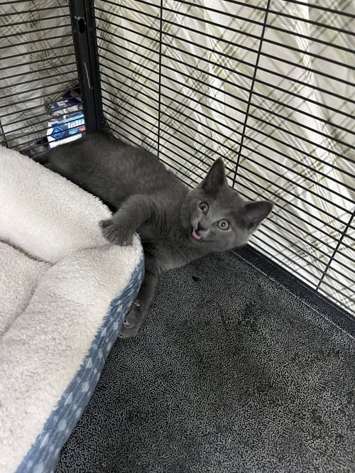 MOUSE - Domestic Short Hair for adoption in Aurora