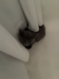 Mouse - Photo 3