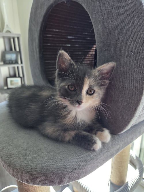 TANSY - Domestic Medium Hair for adoption in Aurora