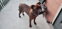Roscoe (Courtesy) - Photo 1