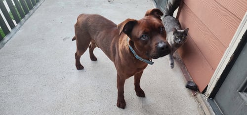 ROSCOE (COURTESY) - Pit Bull Terrier for adoption in Aurora