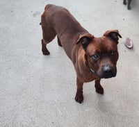 Roscoe (Courtesy) - Photo 4