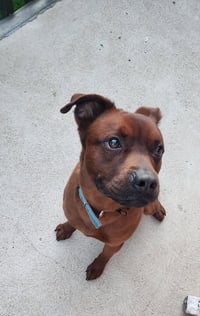 Roscoe (Courtesy) - Photo 3
