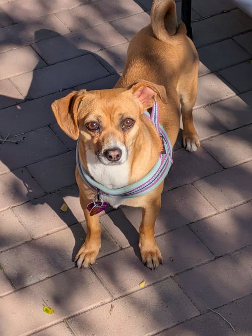 ARYA #1 - Chihuahua available for adoption