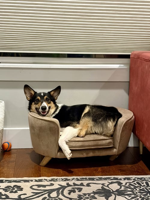 JESSIE #3 - Welsh Corgi / Australian Shepherd available for adoption