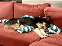 Jessie #3 - Photo 4