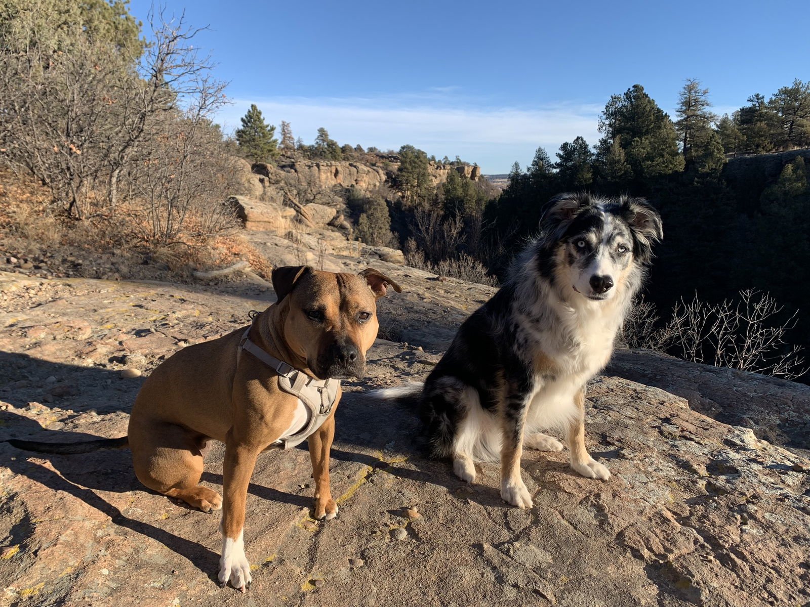 PENNY (COURTESY) - Patterdale Terrier (Fell Terrier) available for adoption