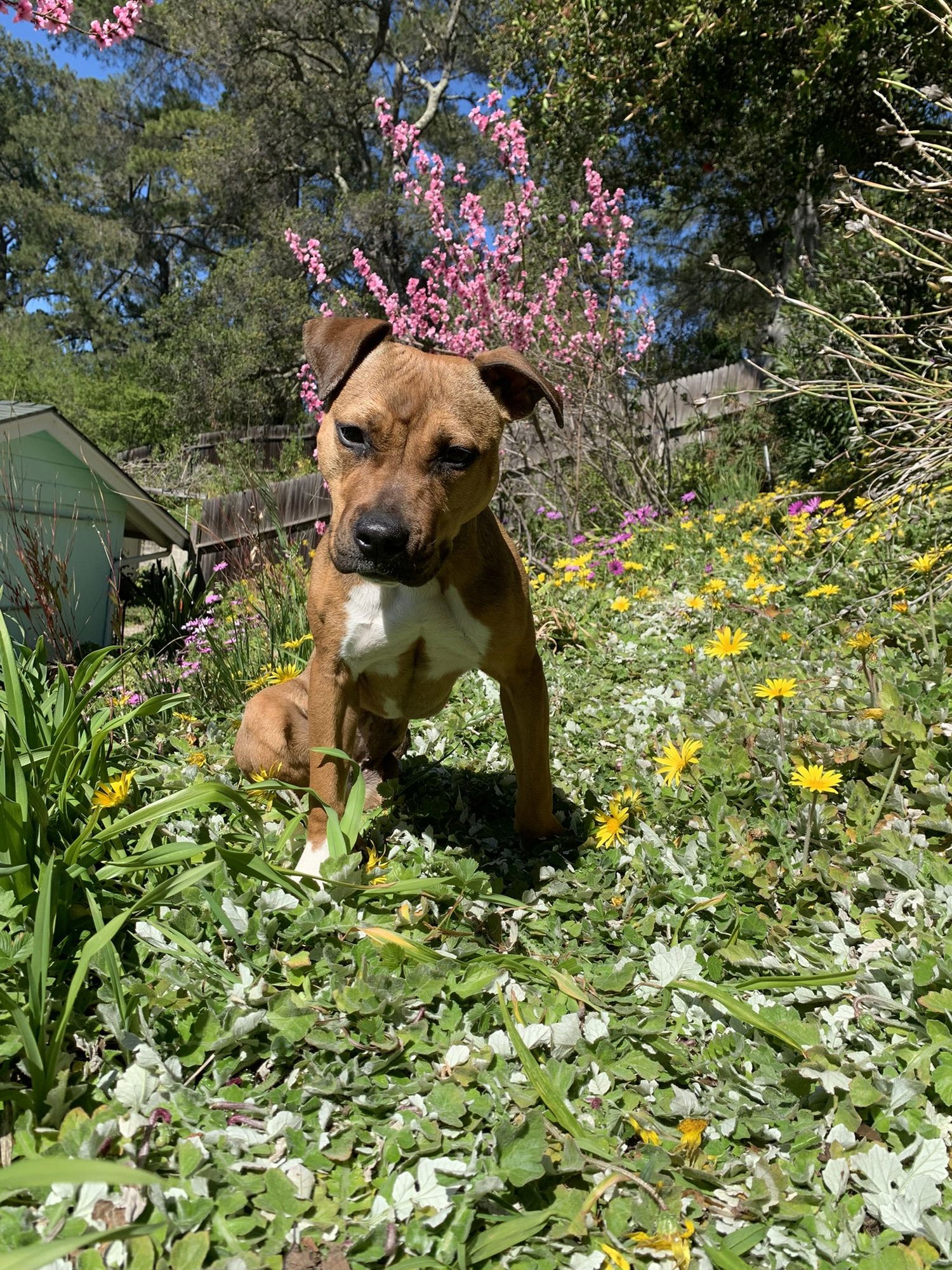 Penny (Courtesy) - Photo 3