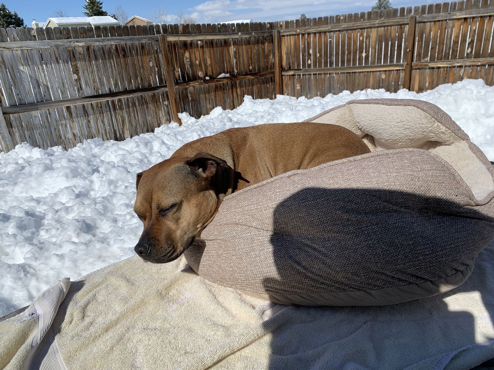 Penny (Courtesy) - Photo 4