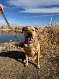 SALLY #4 - German Shepherd Dog available for adoption