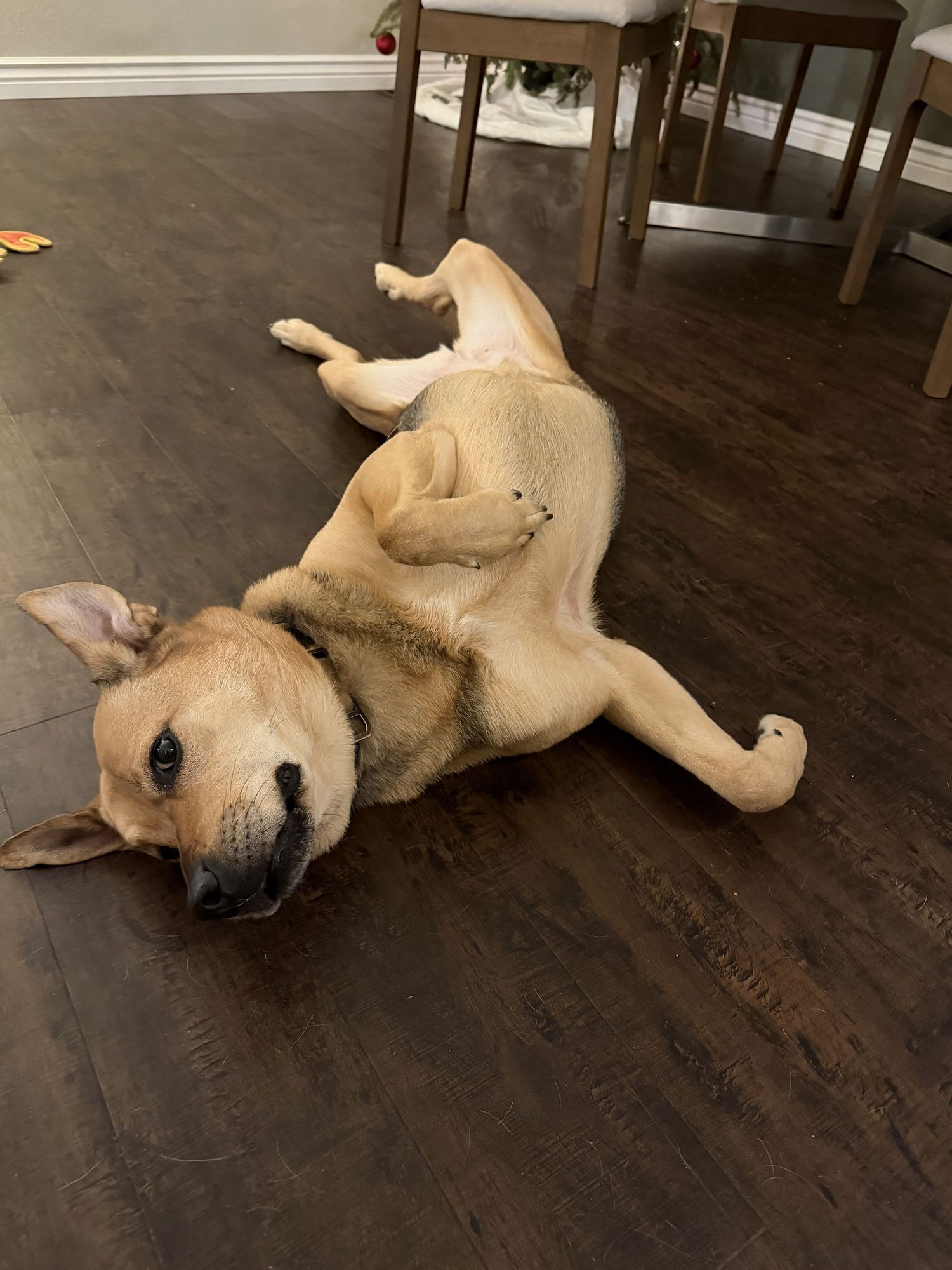 SALLY #4 - German Shepherd Dog available for adoption