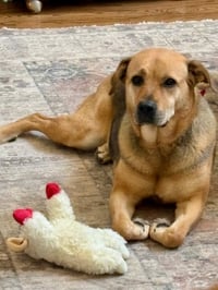 Sally #4 - Photo 5