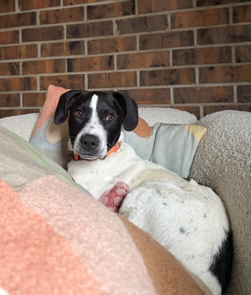 CARL #1 - Border Collie for adoption in Thornton