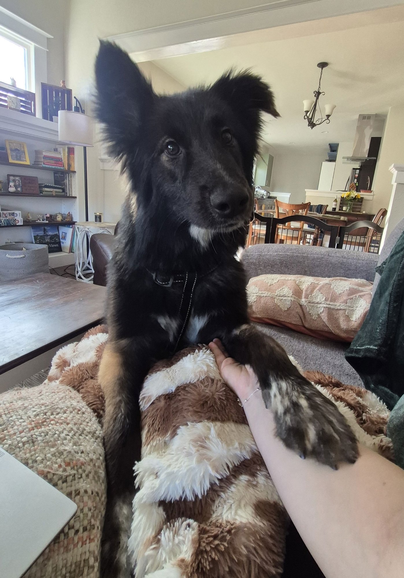 CHENCHA #1 - Collie / Shepherd for adoption in Aurora