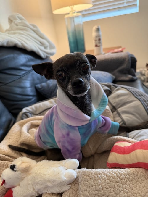 CHRIS #1 - Chihuahua / Shih Tzu for adoption in Aurora