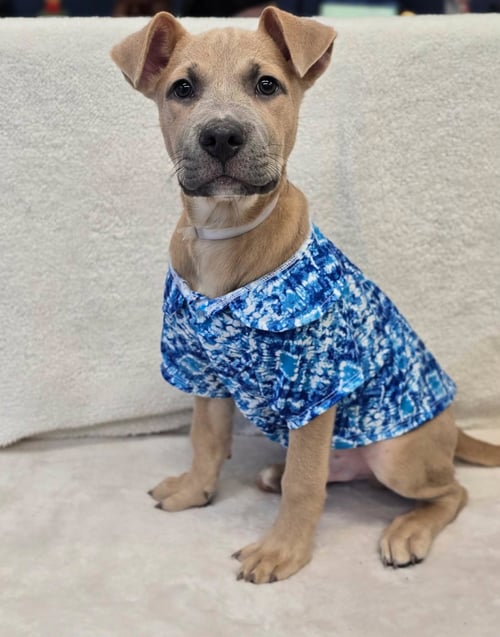 DYLAN #1 - American Staffordshire Terrier for adoption in Aurora
