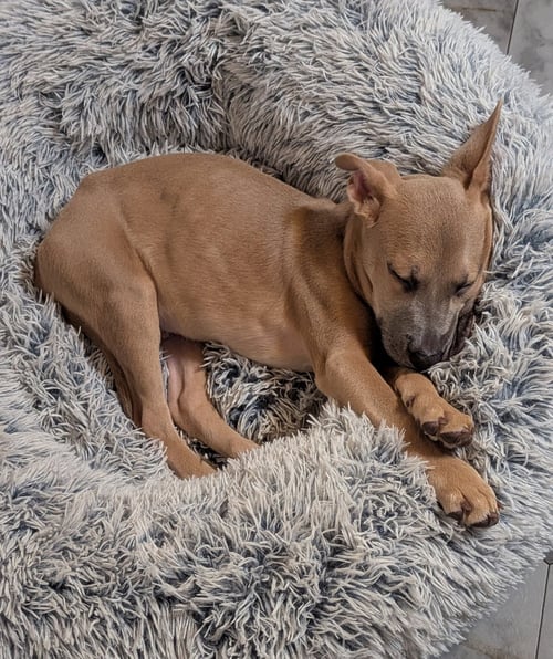 DYLAN #1 - American Staffordshire Terrier available for adoption