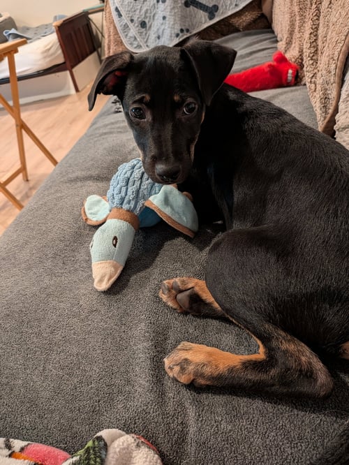 BRENDA #2 - Labrador Retriever available for adoption
