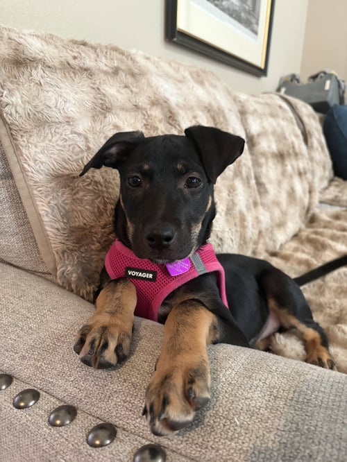 BRENDA #2 - Labrador Retriever available for adoption