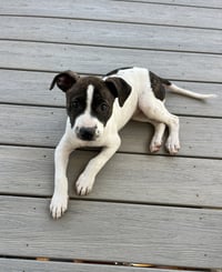 Sadie #13 - Photo 1
