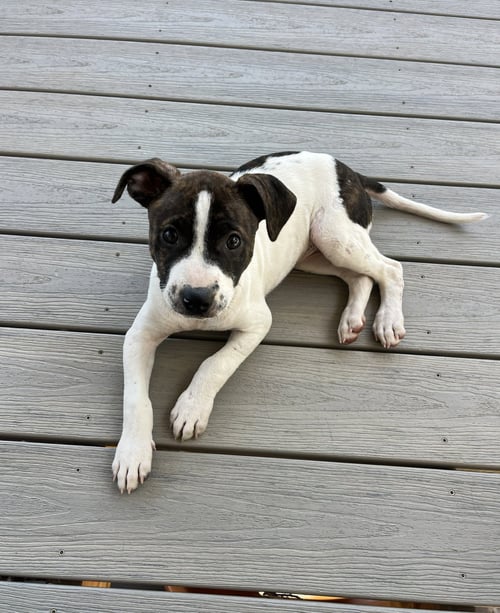 SADIE #13 - Staffordshire Bull Terrier available for adoption
