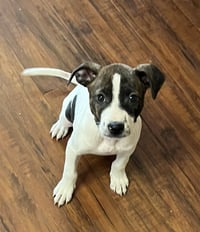 Sadie #13 - Photo 2