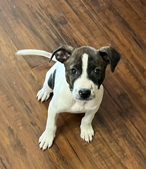SADIE #13 - Staffordshire Bull Terrier available for adoption