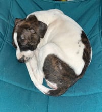 Sadie #13 - Photo 3