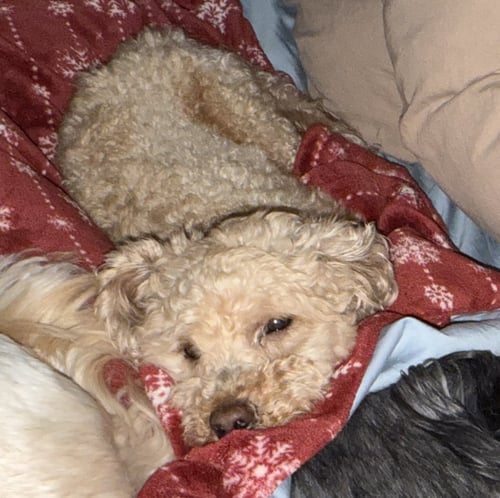 FLEETWOOD #1 - Poodle (Toy) available for adoption