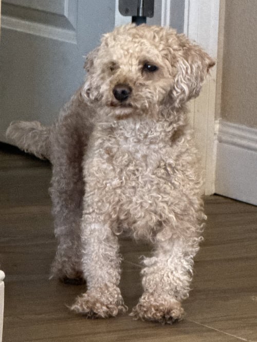 FLEETWOOD #1 - Poodle (Toy) for adoption in Aurora