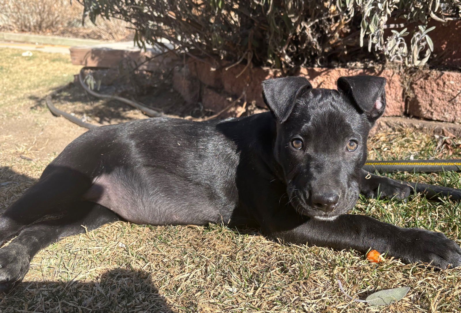 Zamira  #1 - Photo 2