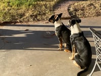 Linus and Lucy (Courtesy) - Photo 2