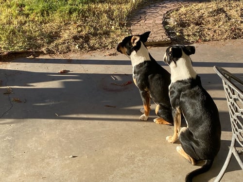 LINUS AND LUCY (COURTESY) - Shepherd available for adoption