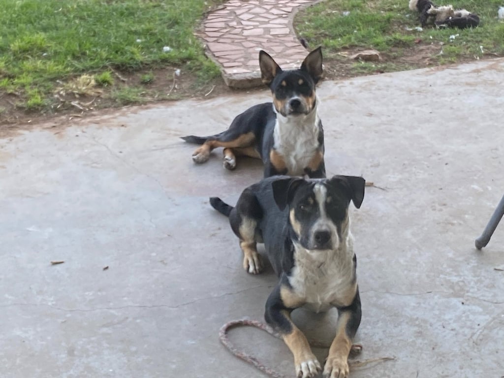 Linus and Lucy (Courtesy) Image