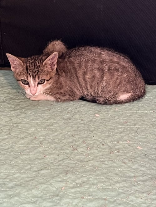 MOUNTAIN BELL - Domestic Short Hair for adoption in Aurora